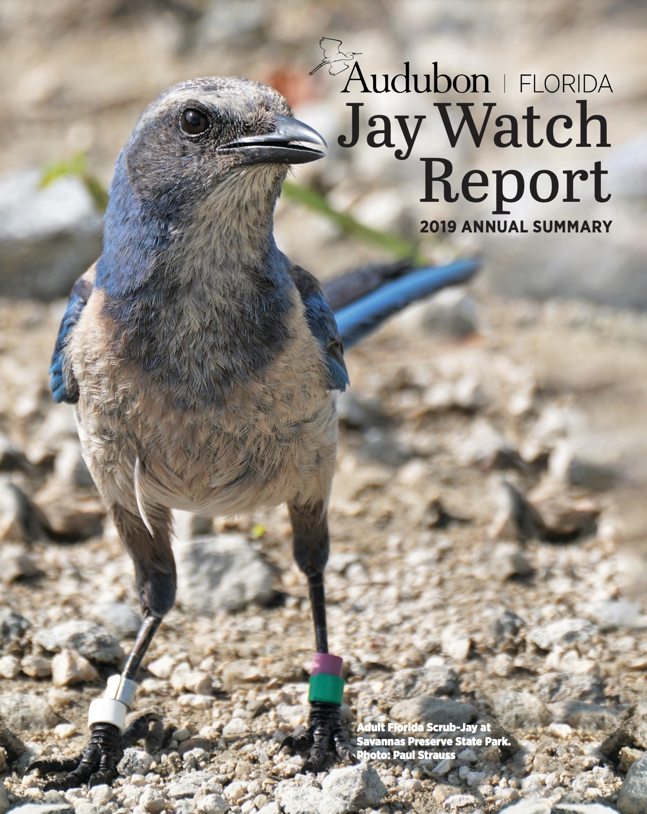 Cover of 2019 Jay Watch report, with a jay standing on the dirt
